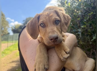 ELIAS - so schöne grüne Augen