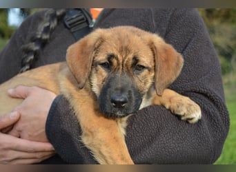 EMMA - so eine süße Zuckerschnute