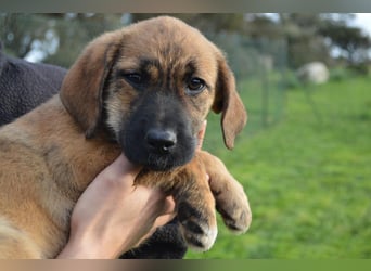 EMMA - so eine süße Zuckerschnute