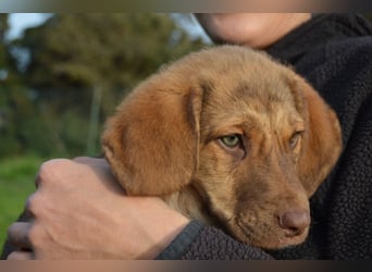 ELISA - so eine süße Zuckerschnute