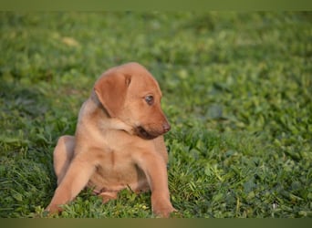 ELIAS - so eine süße Zuckerschnute
