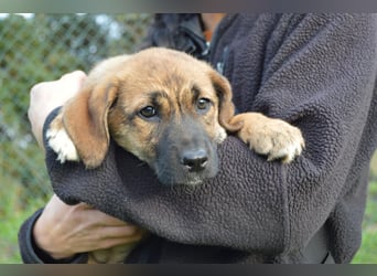 EMMA - so eine süße Zuckerschnute