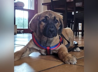 EMMA - so eine süße Zuckerschnute