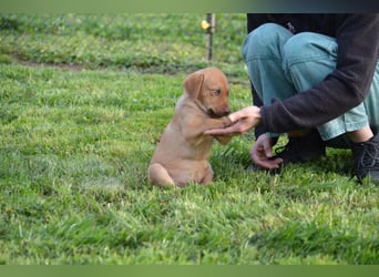 ELIAS - so eine süße Zuckerschnute