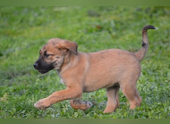 EMMA - so eine süße Zuckerschnute
