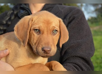 ELIAS - so eine süße Zuckerschnute