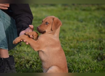 ELIAS - so eine süße Zuckerschnute