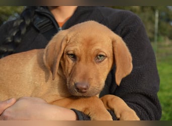 ELIAS - so eine süße Zuckerschnute