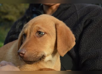 ELIAS - so eine süße Zuckerschnute