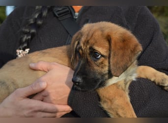 EMMA - so eine süße Zuckerschnute