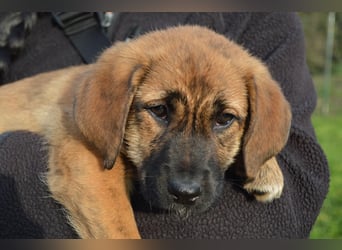 EMMA - so eine süße Zuckerschnute