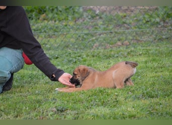 EMMA - so eine süße Zuckerschnute