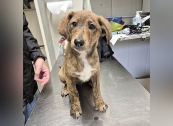 Fagiolino - lieber, neugieriger Herzensbub auf der Suche nach seiner Familie