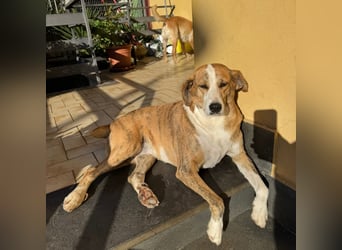 Lea - liebenswürdiges Mädchen sucht sicheren Hafen