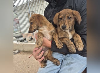 Mais - neugierig, lieb, sensibel - bereit für ihr erstes richtiges Zuhause