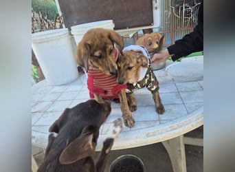 Fagiolino - lieber, neugieriger Herzensbub auf der Suche nach seiner Familie