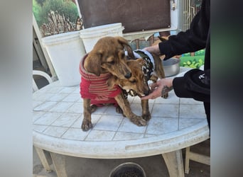 Fagiolino - lieber, neugieriger Herzensbub auf der Suche nach seiner Familie