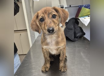 Mais - neugierig, lieb, sensibel - bereit für ihr erstes richtiges Zuhause