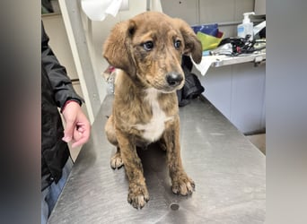 Fagiolino - lieber, neugieriger Herzensbub auf der Suche nach seiner Familie