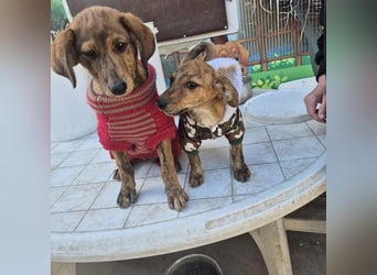 Mais - neugierig, lieb, sensibel - bereit für ihr erstes richtiges Zuhause