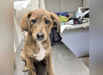 Mais - neugierig, lieb, sensibel - bereit für ihr erstes richtiges Zuhause