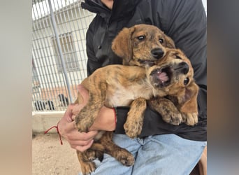 Mais - neugierig, lieb, sensibel - bereit für ihr erstes richtiges Zuhause