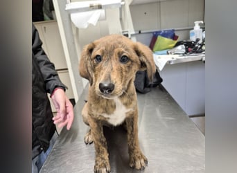 Mais - neugierig, lieb, sensibel - bereit für ihr erstes richtiges Zuhause