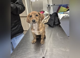 Mais - neugierig, lieb, sensibel - bereit für ihr erstes richtiges Zuhause