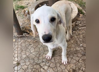 Louise - ein verschmustes Mädchen sucht ihre Menschen