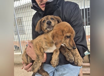 Mais - neugierig, lieb, sensibel - bereit für ihr erstes richtiges Zuhause