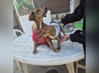 Fagiolino - lieber, neugieriger Herzensbub auf der Suche nach seiner Familie