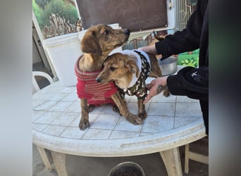 Mais - neugierig, lieb, sensibel - bereit für ihr erstes richtiges Zuhause