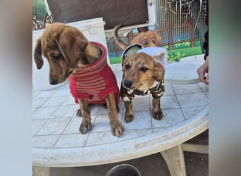 Fagiolino - lieber, neugieriger Herzensbub auf der Suche nach seiner Familie