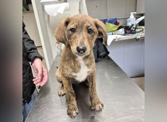 Fagiolino - lieber, neugieriger Herzensbub auf der Suche nach seiner Familie