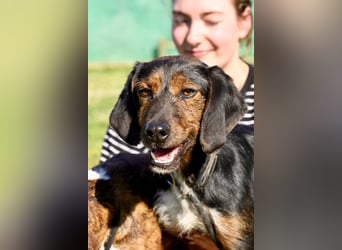 Gio - aussortiert - und immer noch bereit, jemandem ihr Herz zu verschenken