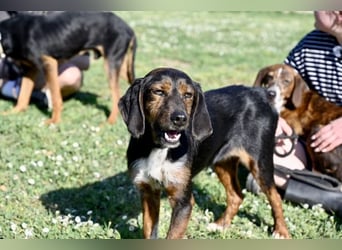 Gio - aussortiert - und immer noch bereit, jemandem ihr Herz zu verschenken