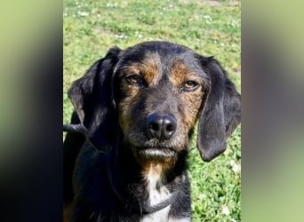 Gio - aussortiert - und immer noch bereit, jemandem ihr Herz zu verschenken