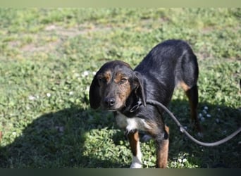 Gio - aussortiert - und immer noch bereit, jemandem ihr Herz zu verschenken