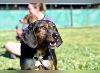 Gio - aussortiert - und immer noch bereit, jemandem ihr Herz zu verschenken