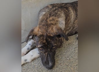 Minerva: ich wäre gerne Familienhund