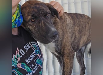 Minerva: ich wäre gerne Familienhund