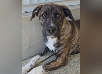 Minerva: ich wäre gerne Familienhund