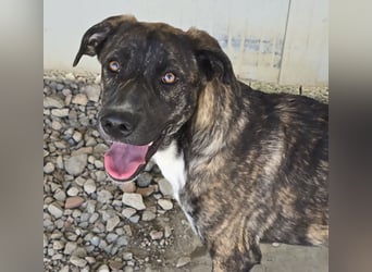 Minerva: ich wäre gerne Familienhund