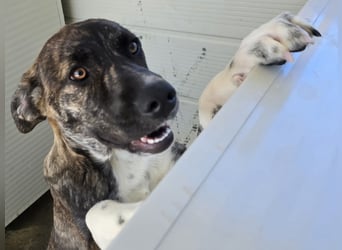 Minerva: ich wäre gerne Familienhund