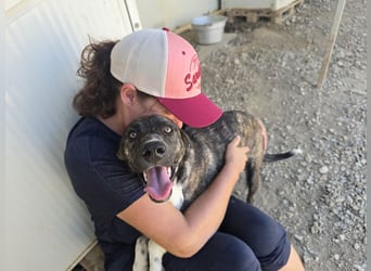 Minerva: ich wäre gerne Familienhund