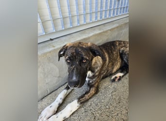 Minerva: ich wäre gerne Familienhund