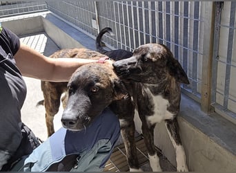 Minerva: ich wäre gerne Familienhund