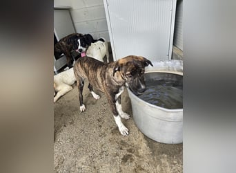 Minerva: ich wäre gerne Familienhund