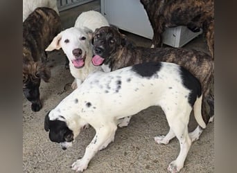 Minerva: ich wäre gerne Familienhund