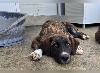 Marronicino: überfordert im Tierheim